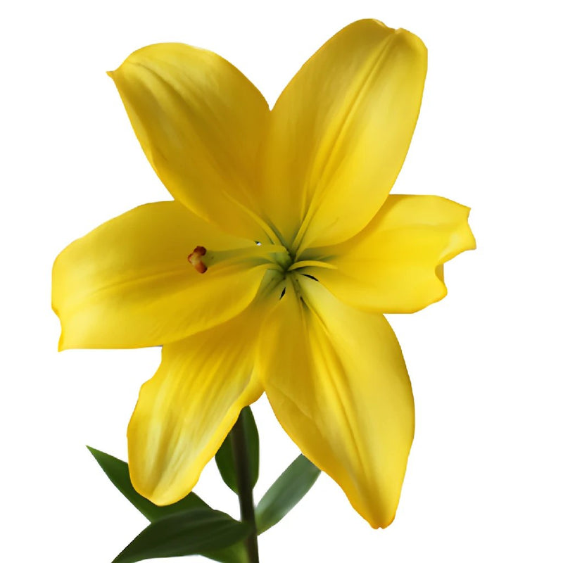 Yellow Bulk Hybrid Lilies