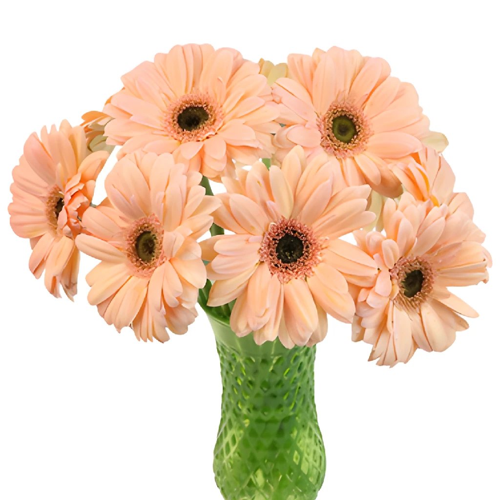 Gerbera daisies deals