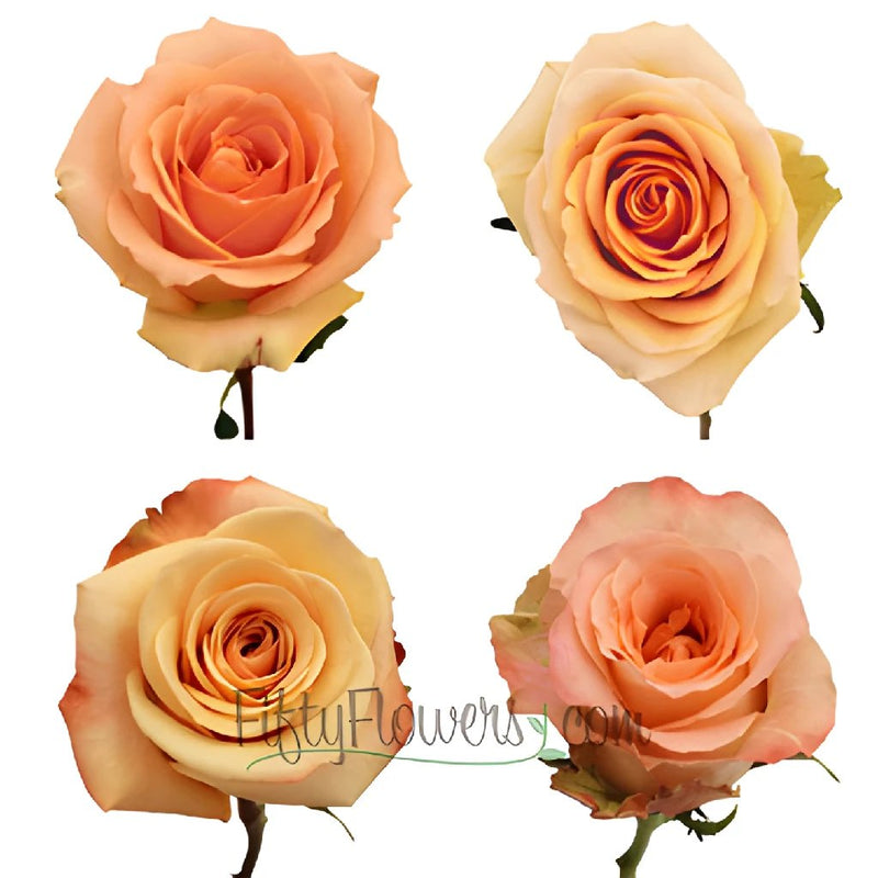 Naturally Dried Roses, Peach Color with Red Trim on Tips, approximately 24  Roses