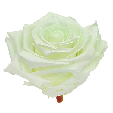 Preserved Pearl Touch Baby Green Rose