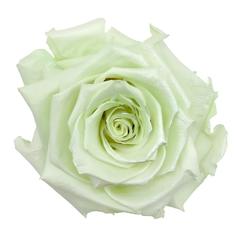 Preserved Pearl Touch Baby Green Rose