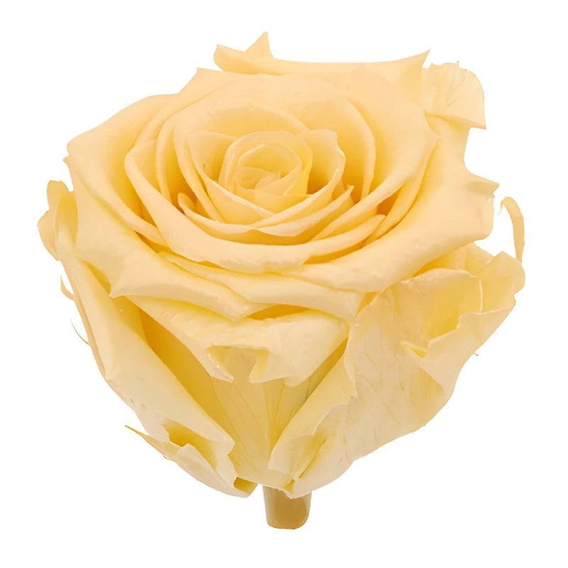 Preserved Pearl Touch Champagne Rose