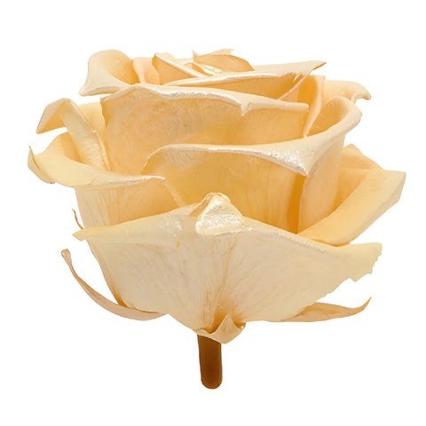 Preserved Pearl Touch Gold Rose