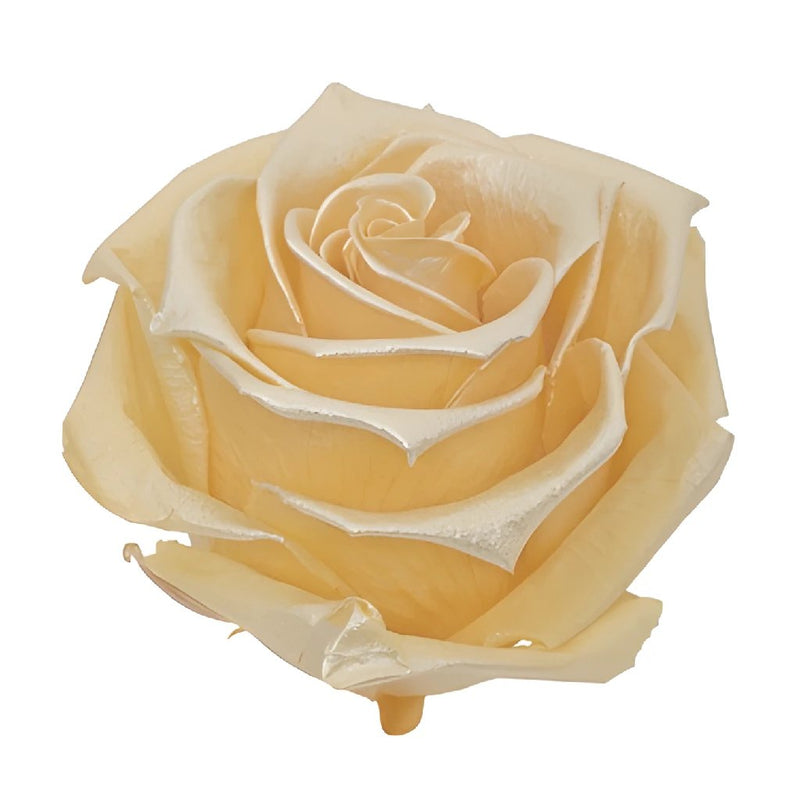 Preserved Pearl Touch Gold Rose