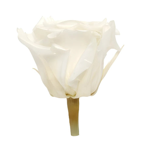Preserved Pearl Touch Pure White Rose