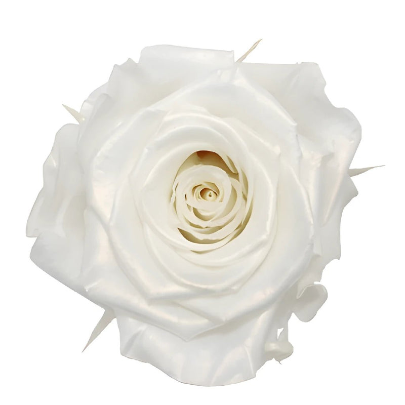 Preserved Pearl Touch Pure White Rose
