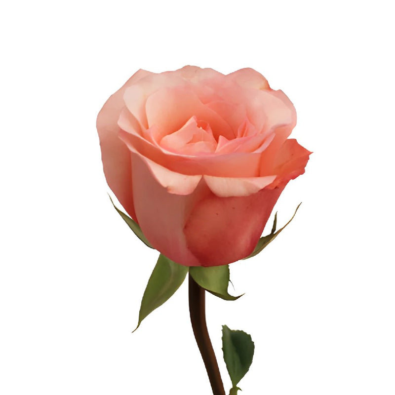 Peckoubo Pink Rose
