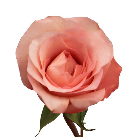 Peckoubo Pink Rose