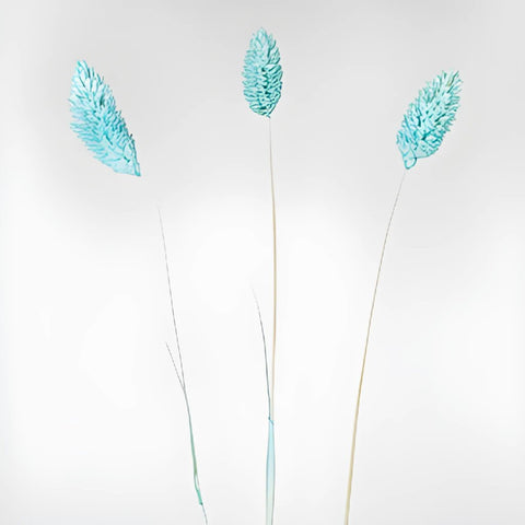 Light Blue Dried Canary Grass