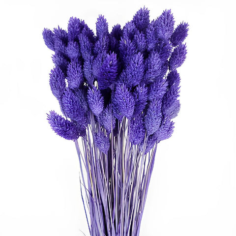 Violet Dried Canary Grass