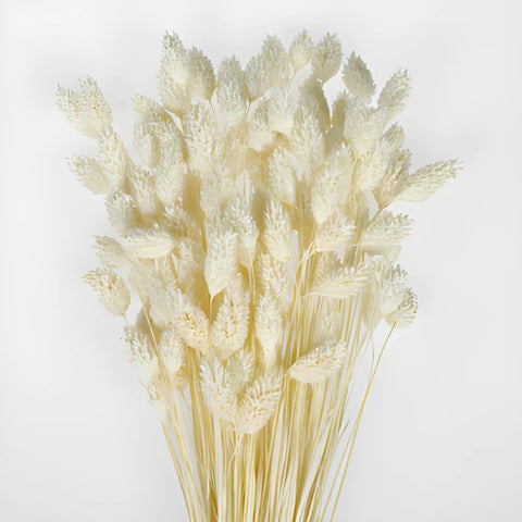Dry Flower White Phalaris Bunch