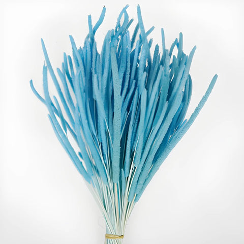 Light Blue Dried Timothy Grass