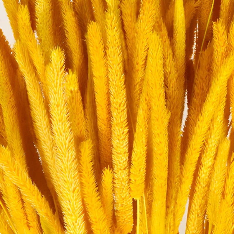 Mustard Yellow Dried Timothy Grass