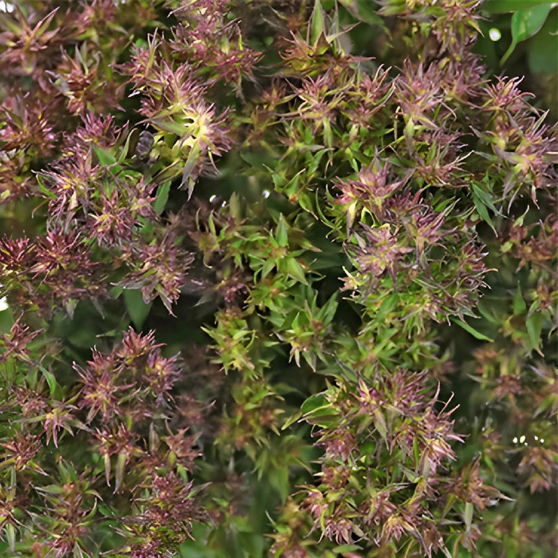 Soft Plum Texture Phlox Flower
