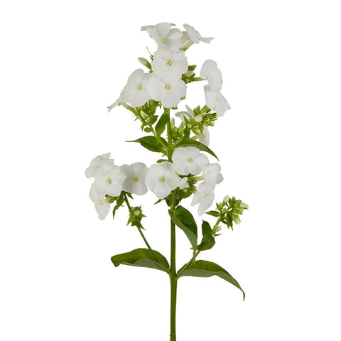 Phlox White Flower