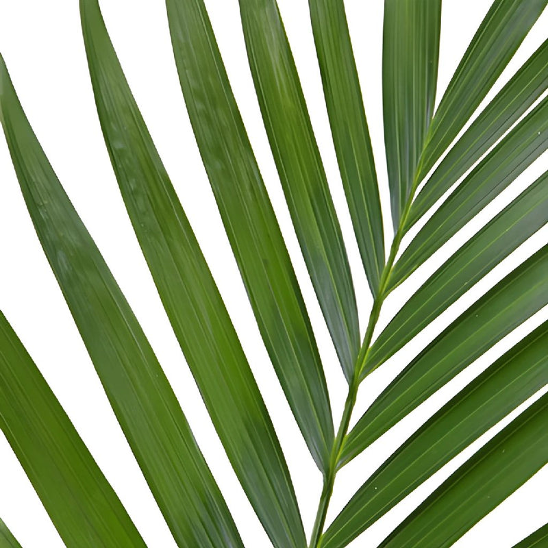 Buy Wholesale Phoenix Palm Leaves