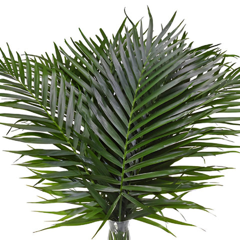 Buy Phoenix Palm Leaves online