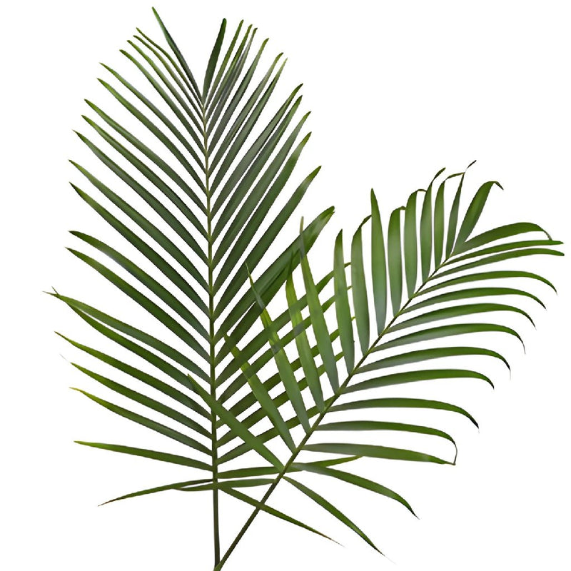 Phoenix Palm Leaves