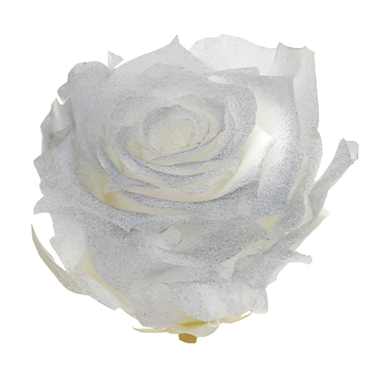 Preserved Pichincha Silver Mist Rose
