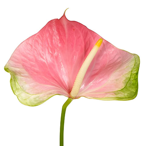 Anthurium Energetic Pink Obake Flower