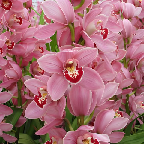 Pink Cymbidium Orchids Burgundy Lip