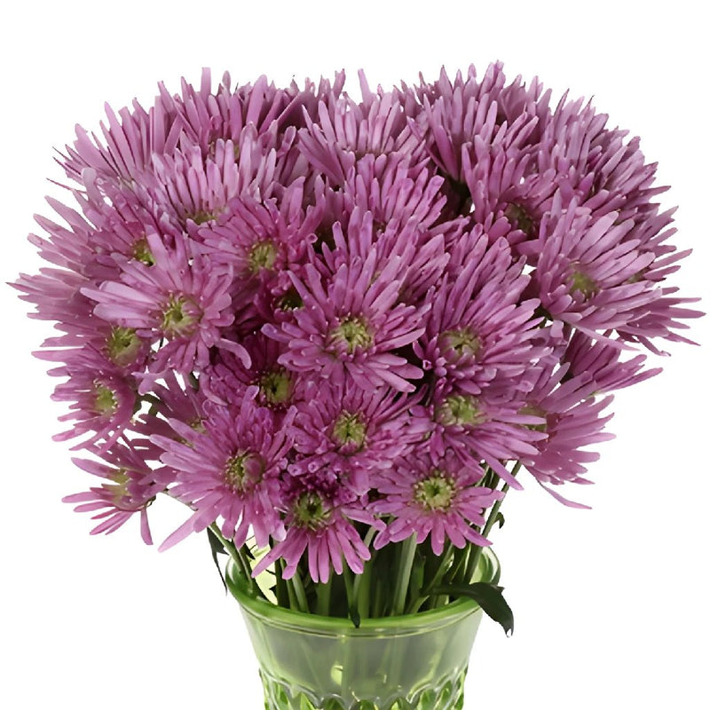 Pinky Lavender Novelty Pom Flower