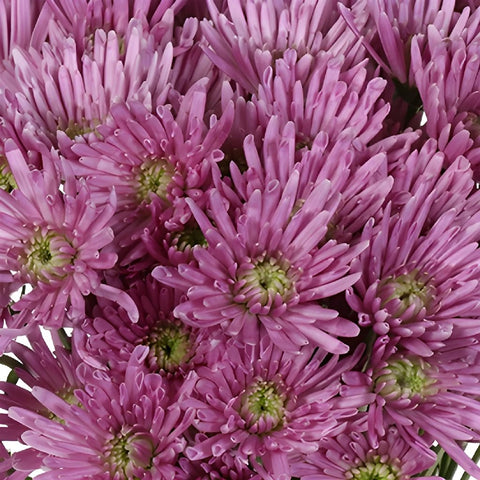 Pinky Lavender Novelty Pom Flower