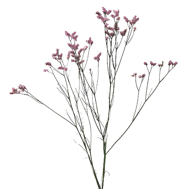 Pink Lavender Limonium Flowers