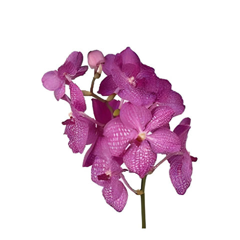 Vanda Orchids Pink Magic