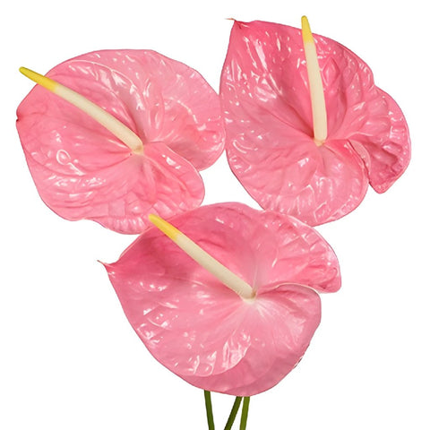 Anthurium Pink Tropical Flower