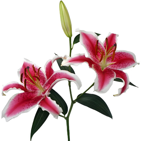 Pink Lilies Oriental Fresh  Cut