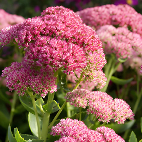 Pink Stonecrop Sedum Flower