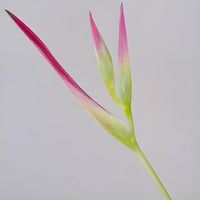 Pink Lemonade Heliconia Flower