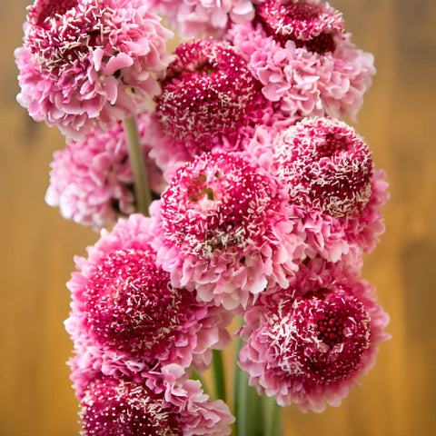 https://fiftyflowers.com/cdn/shop/products/Pink-white-scabiosa-flower-close-up-350_f6bb9a7f_772b030f-22d6-471f-81ff-f3578babc86b.jpg?v=1683165653&width=480