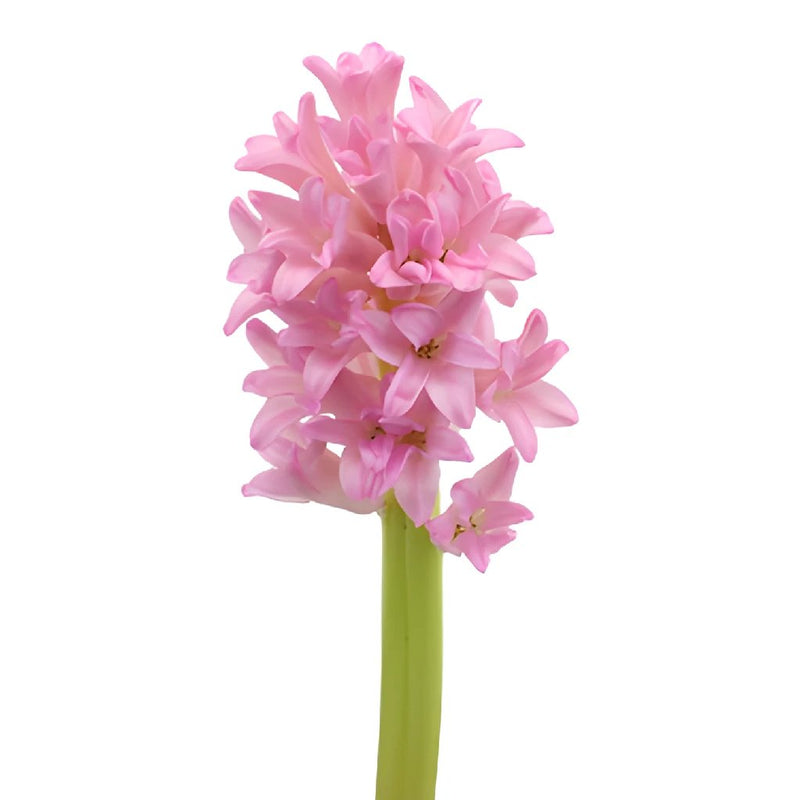 Buy Wholesale Hyacinth Pink Flower in Bulk - FiftyFlowers