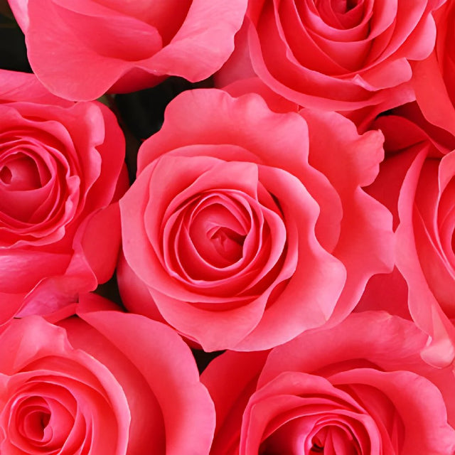 Buy Wholesale Pinky Promise Rose in Bulk - FiftyFlowers