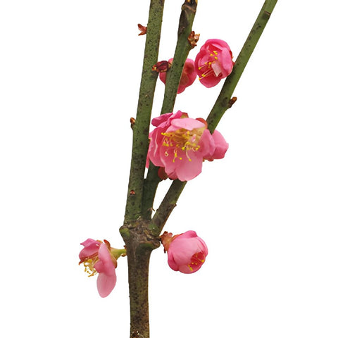 Blooming Pink Apricot Blossom Branches