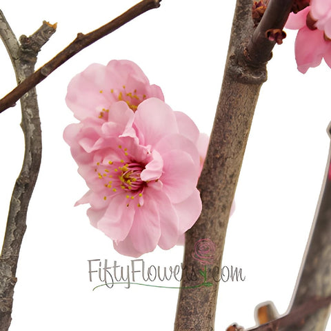 Blooming Pink Plum Blossom Branches