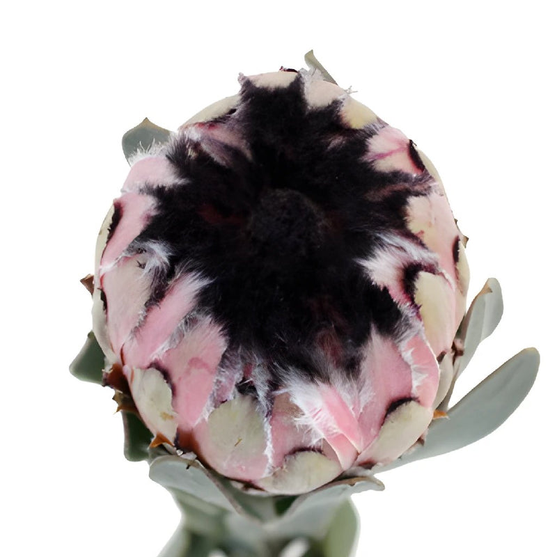 Pink Mini Protea flower stem pictures