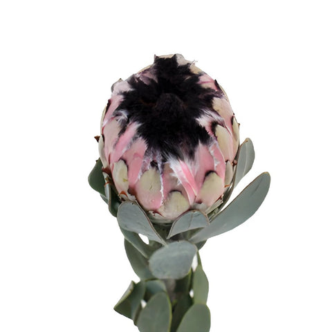 Pink Mini Protea Stem Picture
