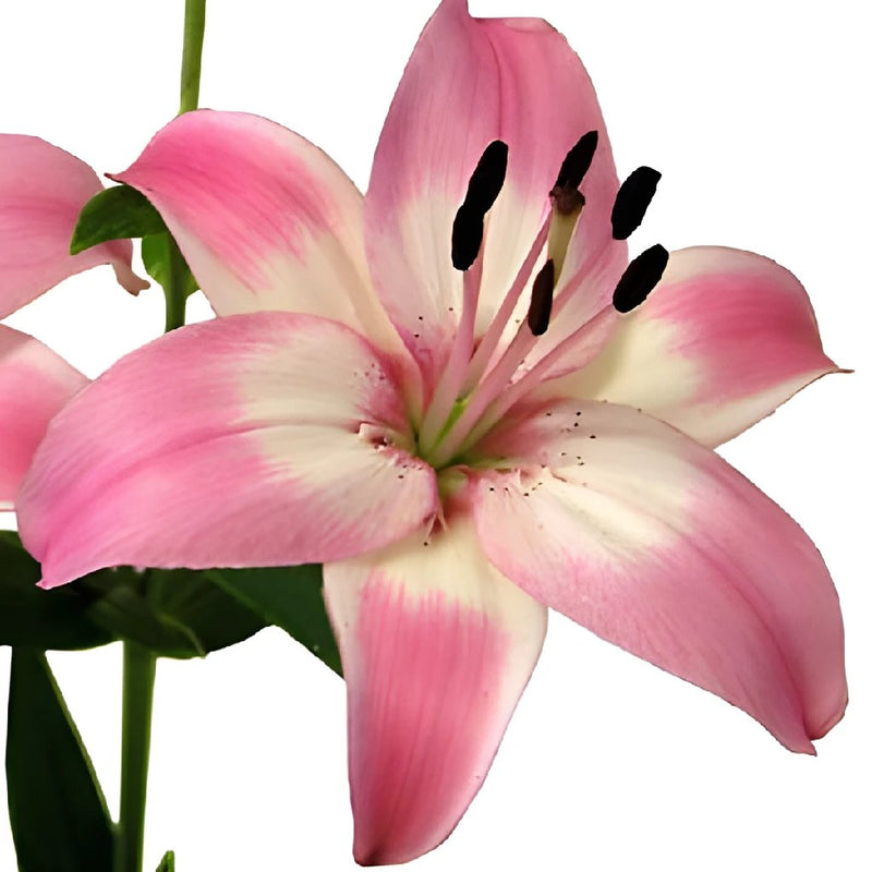 Bicolor Pink and White Asiatic Lily