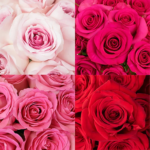 Pink and Red Roses Wholesale Flower Up close
