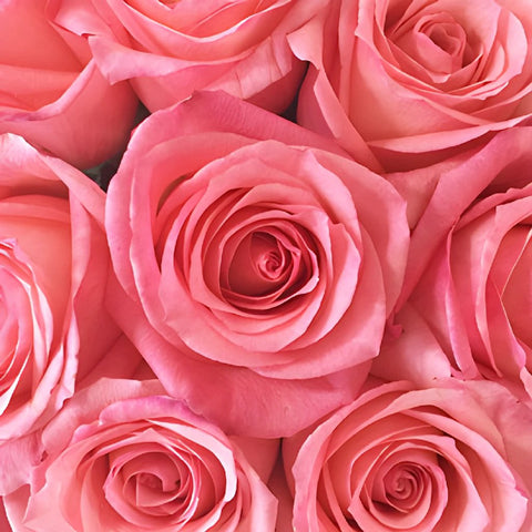Pinkaboo Pink Rose