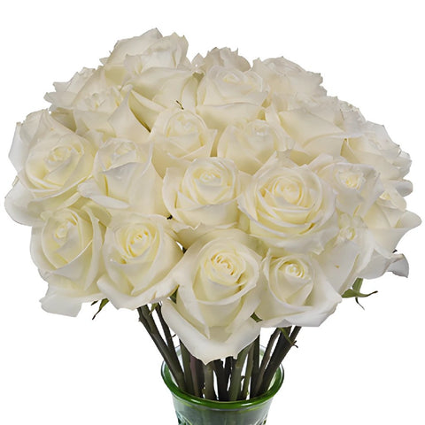 Polar Star White Roses Wholesale Flower In a vase