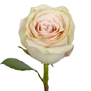 Buy Wholesale Blushing Sahara Sand Rose in Bulk - FiftyFlowers