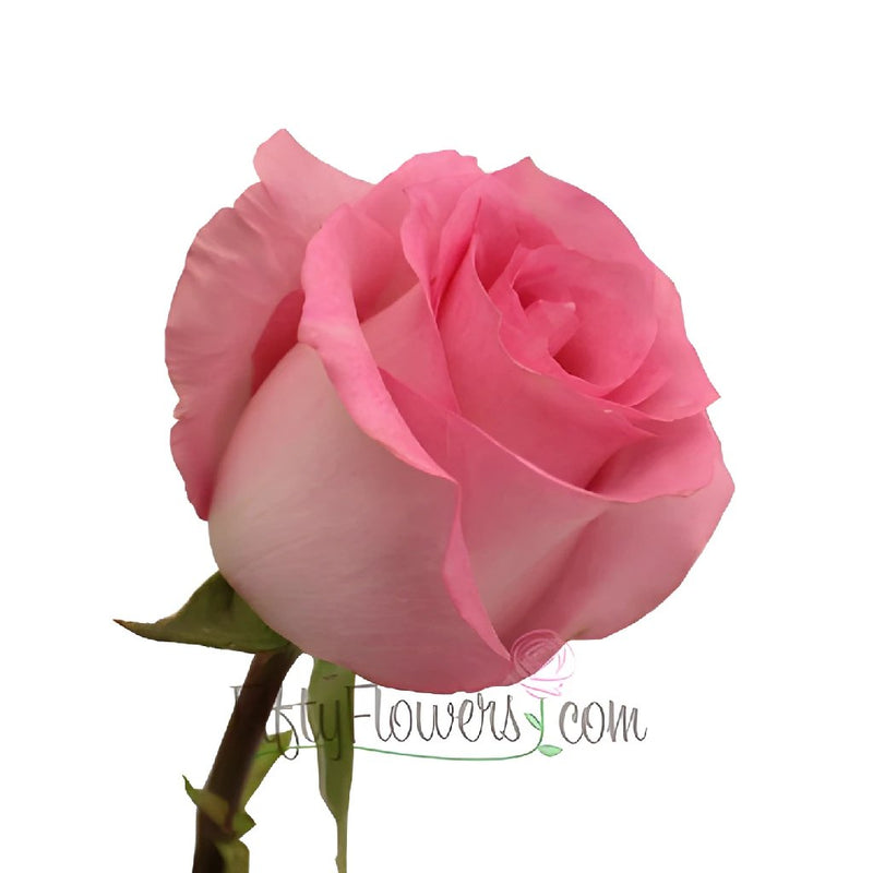 Priceless Pink Rose