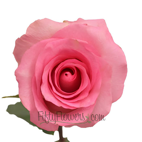 Priceless Pink Rose
