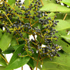 Privett Berries Wholesale Fall Greens