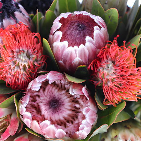 Wholesale Queen Protea Tropical Flowers