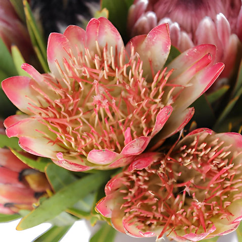 Tropical Flowers Assorted Proteas